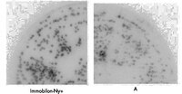 A mixed bacterial suspension of JM109 carrying pUC19 or pLH2 (2.0 kbp fragment of lambda phage DNA Hind III cloned into pUC19) was plated on LB agar plates and incubated at 37 °C overnight. After chilling the plates at 4 °C for 30 minutes, the colonies (approximately 1–2 mm diameter) were transferred to an 82 mm disc membrane of Immobilon-Ny+ or a competitor's positively charged nylon. The DNA on the membrane was UV cross-linked with 60,000 µJoules/cm<sup>2</sup> at 254 nm. The membranes were then hybridized with a <sup>32</sup>P labeled DNA probe and visualized using a phosphor imaging system.